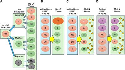PBMC-engrafted humanized mice models for evaluating immune-related and anticancer drug delivery systems